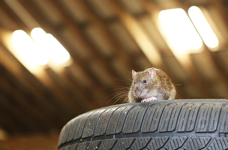  Ratos no motor: fique atento aos perigos dessa “hospedagem”